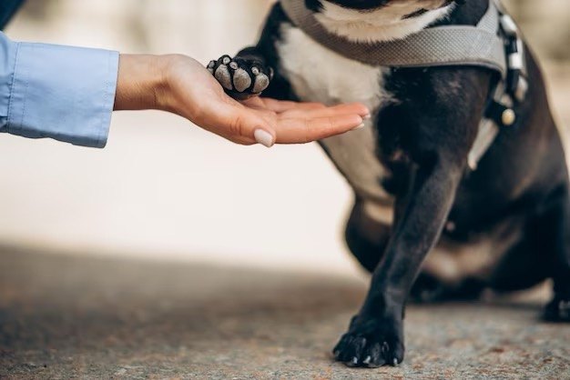 La zampa di un cane appoggiata sul palmo di una mano